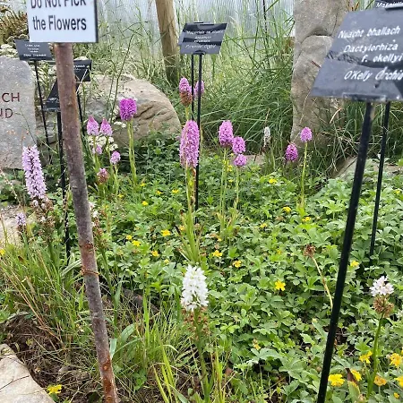 Wild Kinvara *